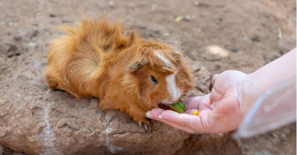 Guinea Pigs Pregnant-feeding