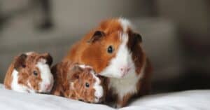 How Long Are Guinea Pigs Pregnant? Picture