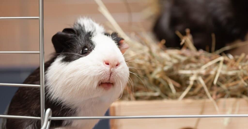 Guinea Pigs Squeak