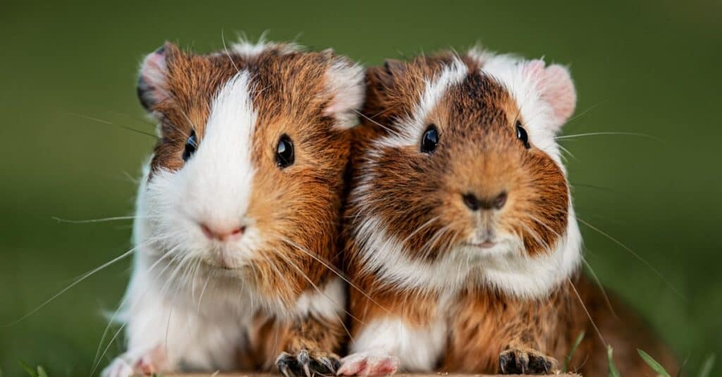 Guinea Pigs Squeak