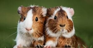 Why Do Guinea Pigs Squeak? Picture