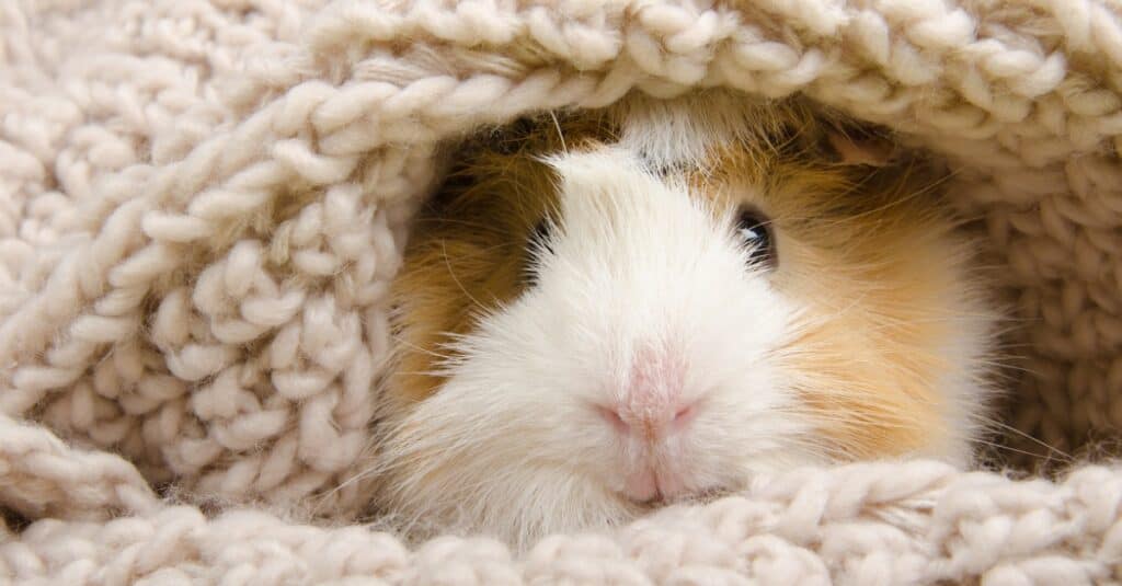 What is the Average Lifespan of a Guinea Pig, Life Expectancy