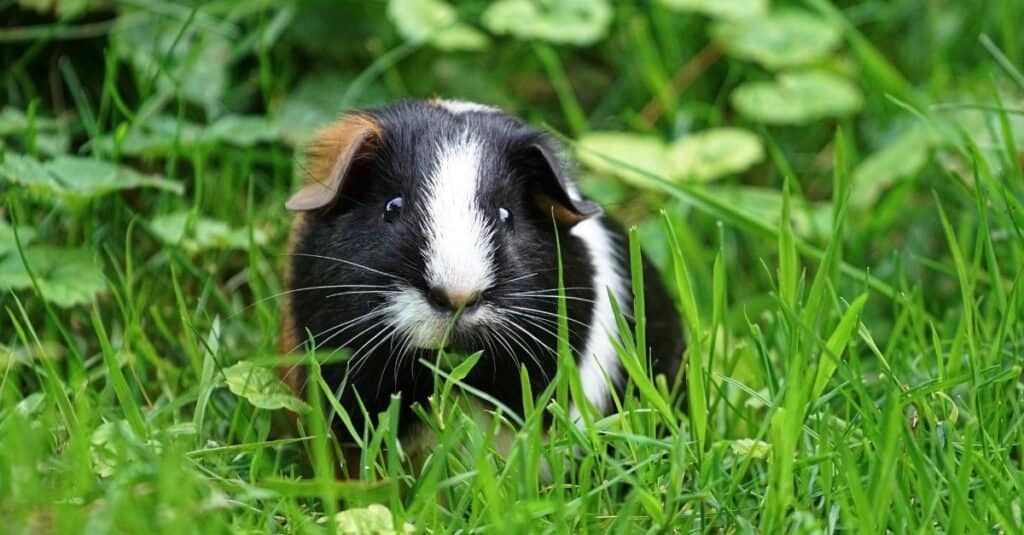 Guinea pig outside in grass