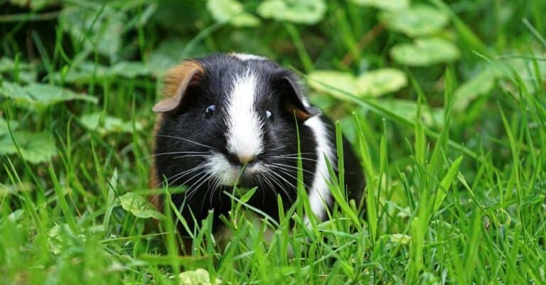 Guinea pig outside in grass