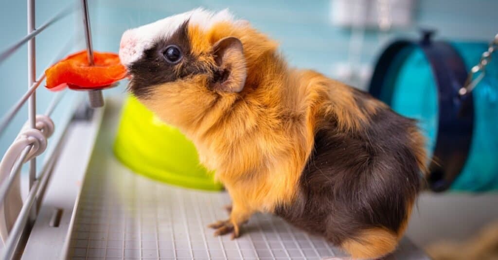 Guinea Pig Cost