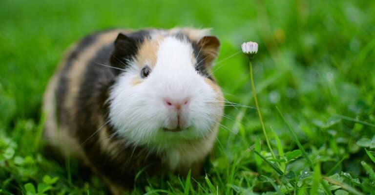 Guinea pig temperature