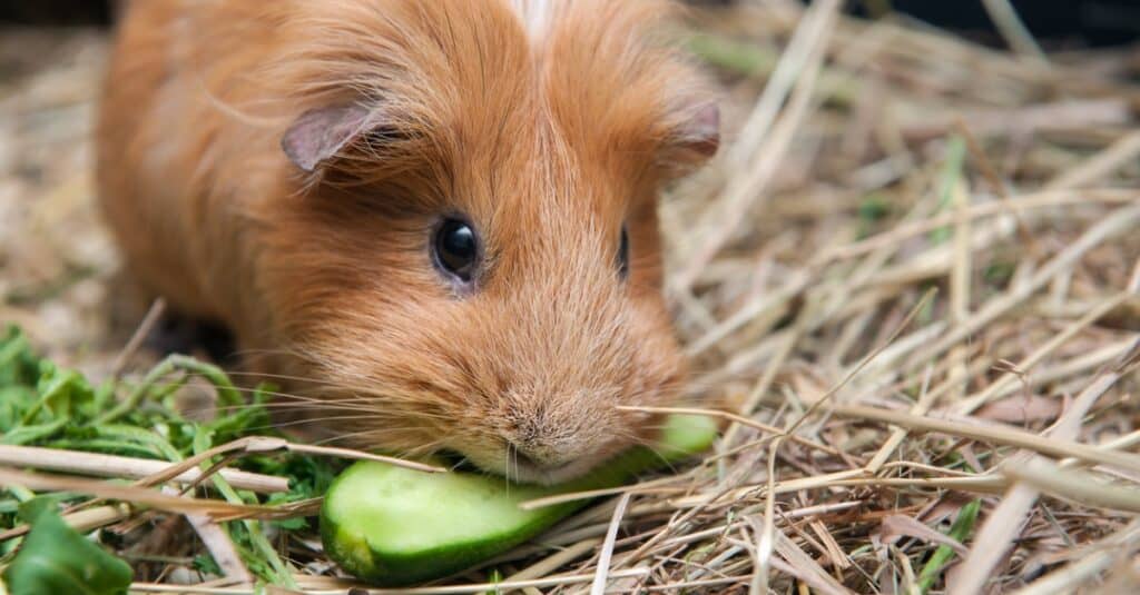 Guinea pig eating a cucumber in a cage