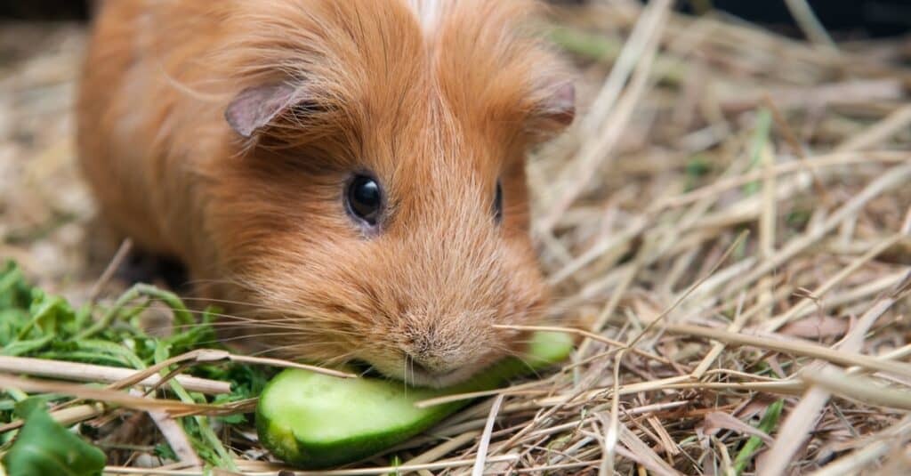 What is the Average Lifespan of a Guinea Pig, Life Expectancy