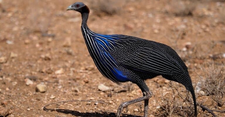 Birds that eat ticks: Guineafowl