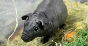 Discover Hairless Guinea Pigs: Skinny Pigs & Baldwin Guinea Picture
