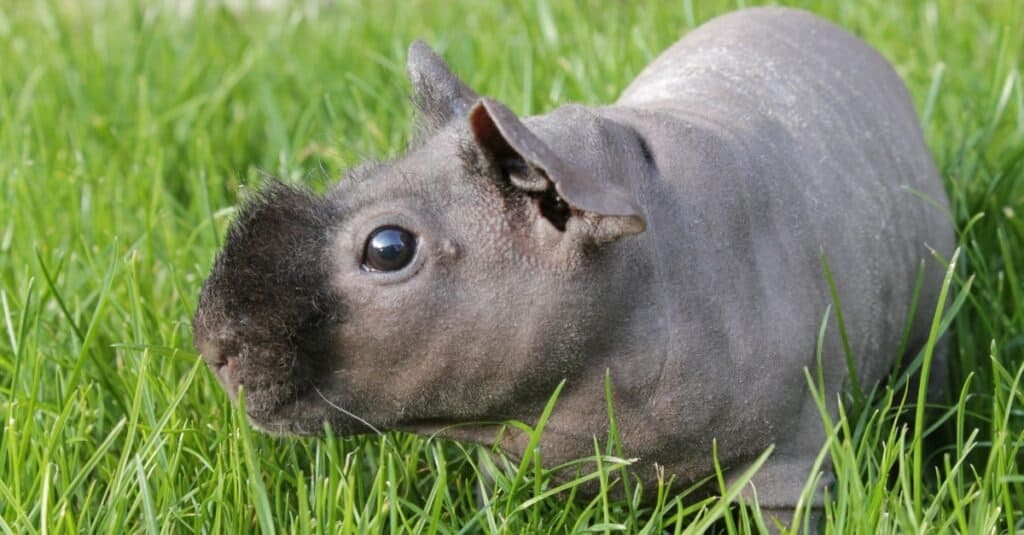 Hairless Guinea Pigs-in grass