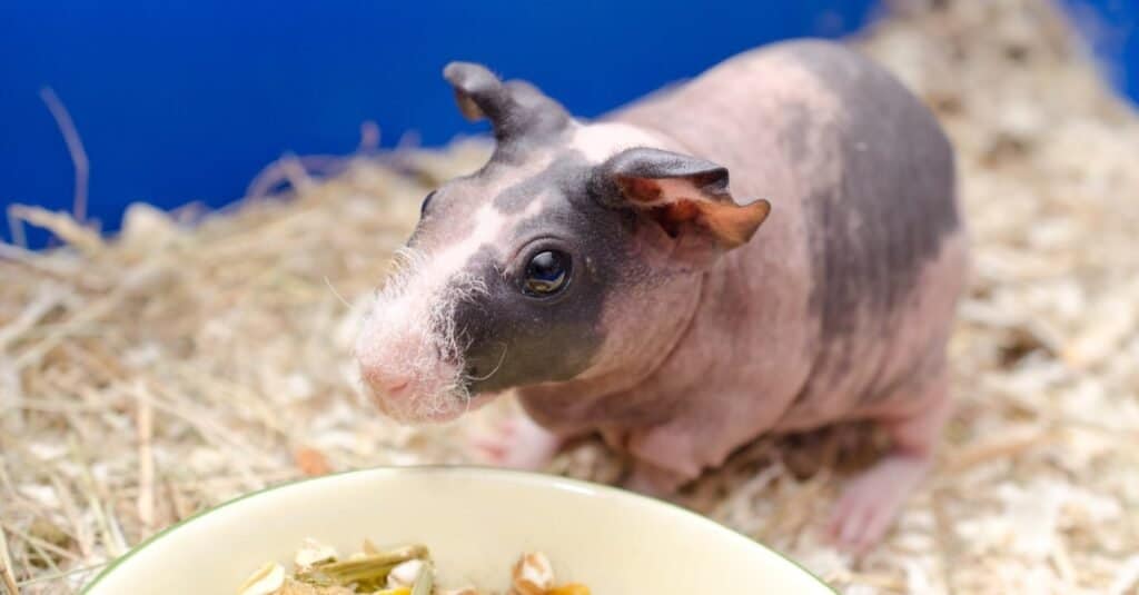 Hairless Guinea Pigs-skinny