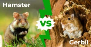 Hamster vs Gerbil: 4 Key Differences Explained Picture