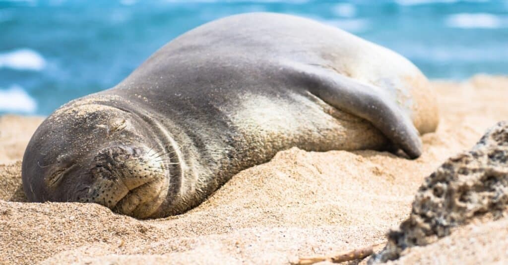 Hawaiian monk seal sleeping