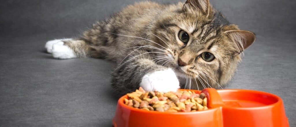 High Calorie Cat Food