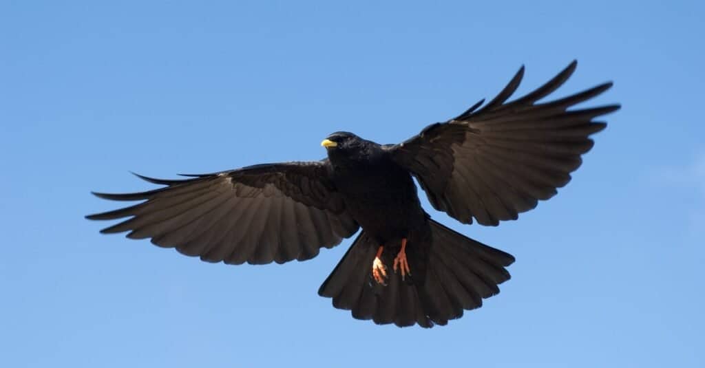 The highest flying bird - the chough