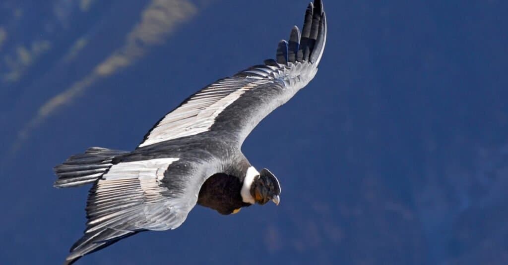 El ave que vuela más alto - Cóndor Andino