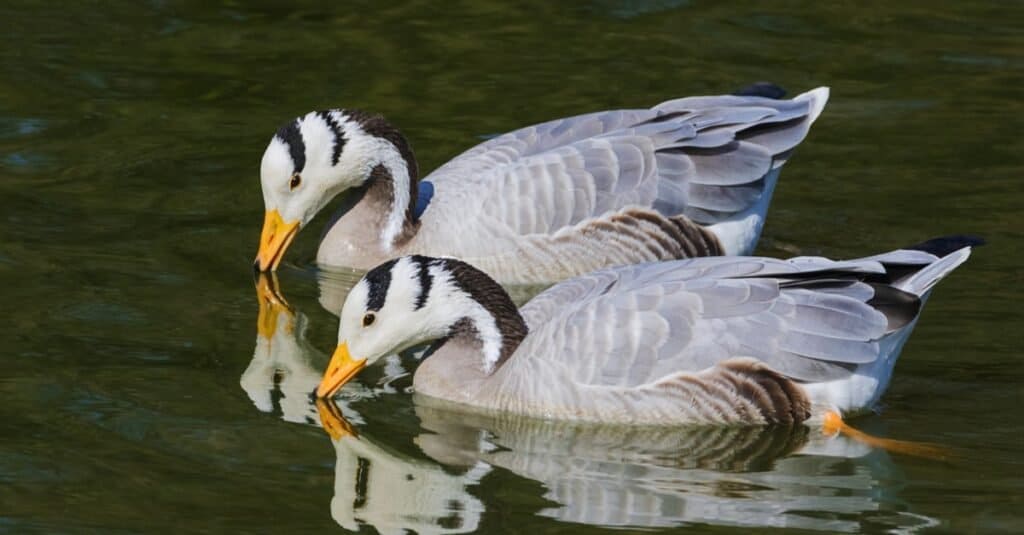 Highest Flying Birds-Bar-headed Goose