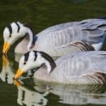 A pair of lovely bar-headed geese as they cast their reflections onto the water. The bar-headed goose is native to Central Asia.