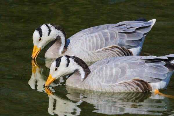 A pair of lovely bar-headed geese as they cast their reflections onto the water. The bar-headed goose is native to Central Asia.