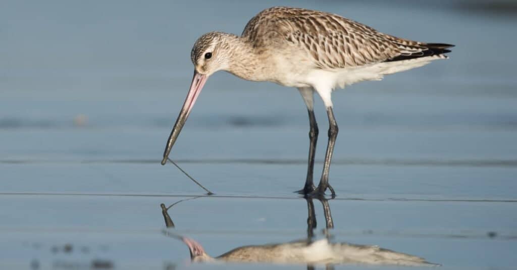 Highest Flying Birds-Bar-tailed Godwit