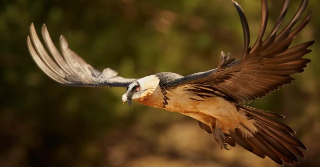 highest flying bird bearded vulture