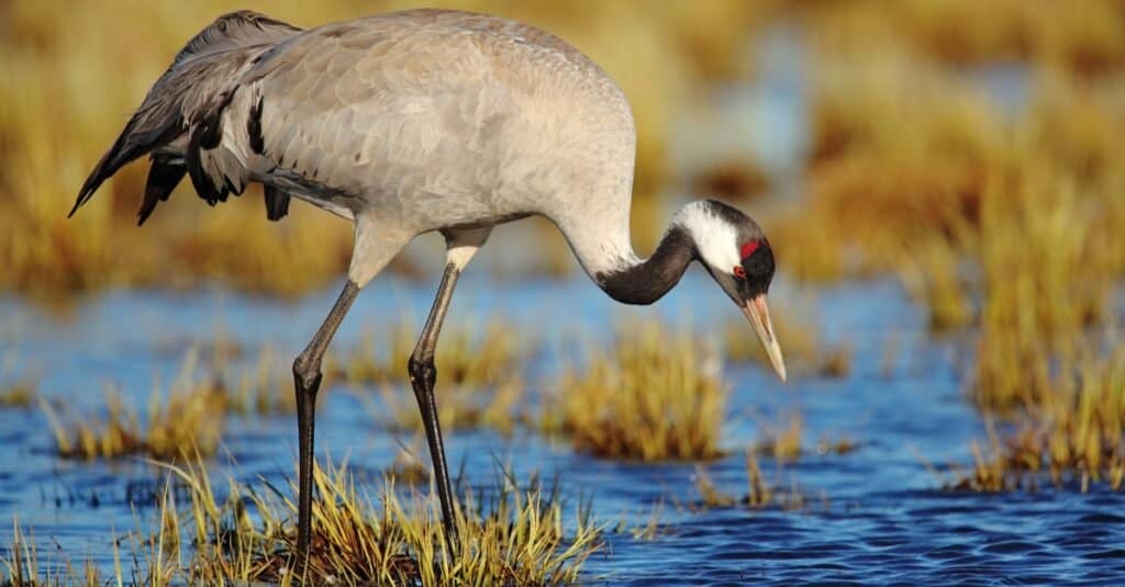 Highest Flying Bird - Common Crane