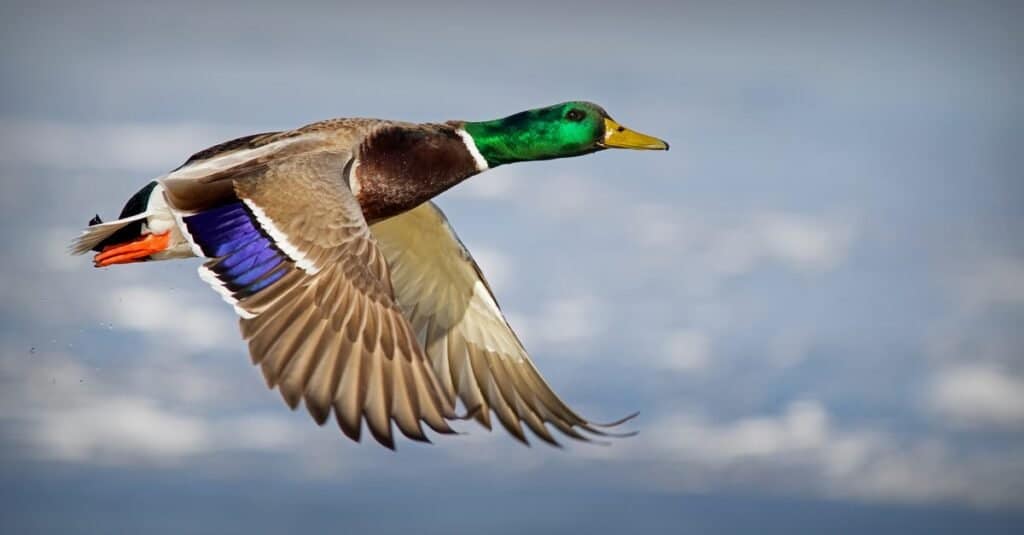 Male mallard in flight.