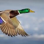 Mallards can fly nearly vertical if needed. This includes taking off from the water almost straight up.