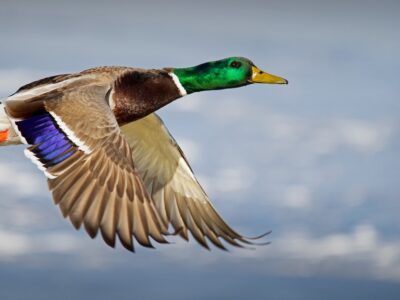 A Duck Hunting Season in Arkansas: Season Dates, Bag Limits and More