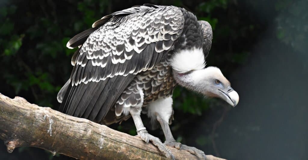 Highest Flying Bird - Ruppells Griffon Vulture