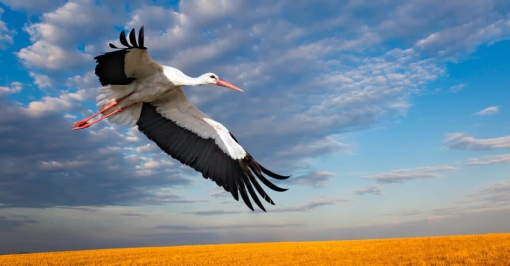 The highest flying bird - the white stork