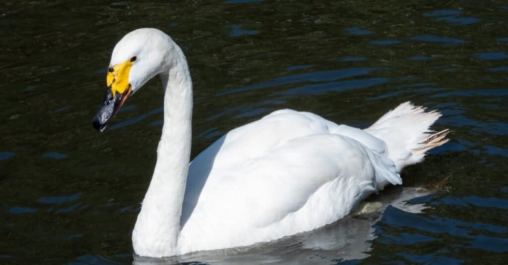 Highest Flying Birds-Whooper Swan