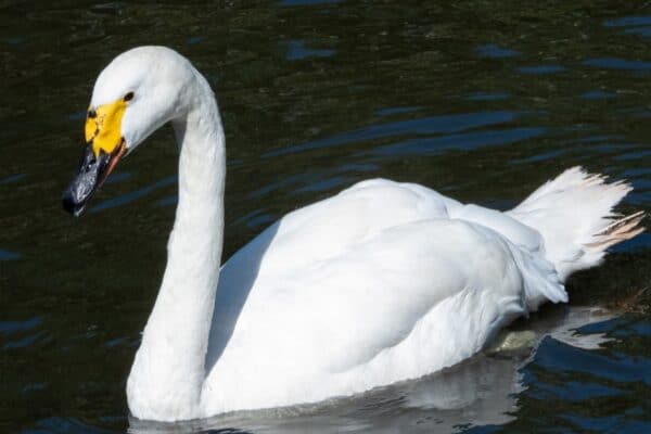 Adult whooper swan with black and yellow beak swims in the lake of a city park.