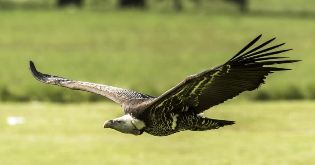 The Top 10 Highest Flying Birds in the World - AZ Animals