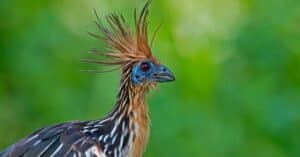 Top 10 Ugliest Birds in the World Picture