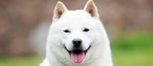 Hokkaido Dog vs Shiba Inu: 5 Key Differences Picture