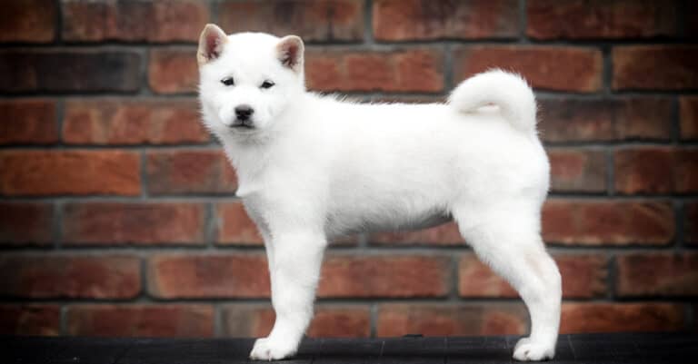 Hokkaido Puppy