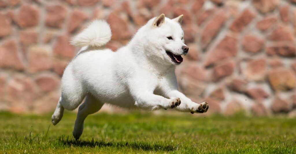 Japanese Dog Breeds: Hokkaido Running