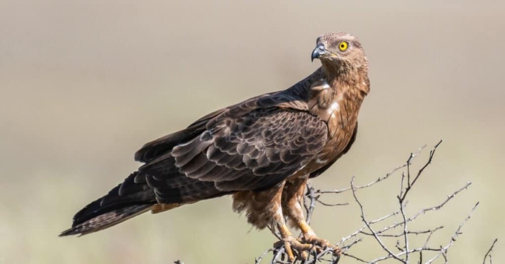 Birds that eat bees: Honey Buzzard