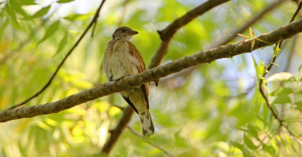 Birds that lay eggs in other birds' nests: Honeyguide