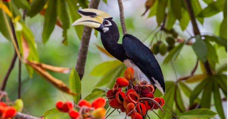 Hornbill perched on unopened flowers