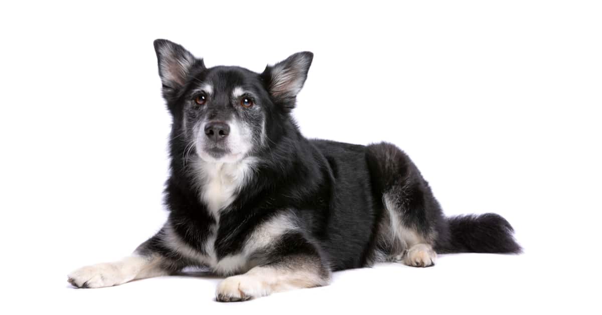 isolated Icelandic sheepdog