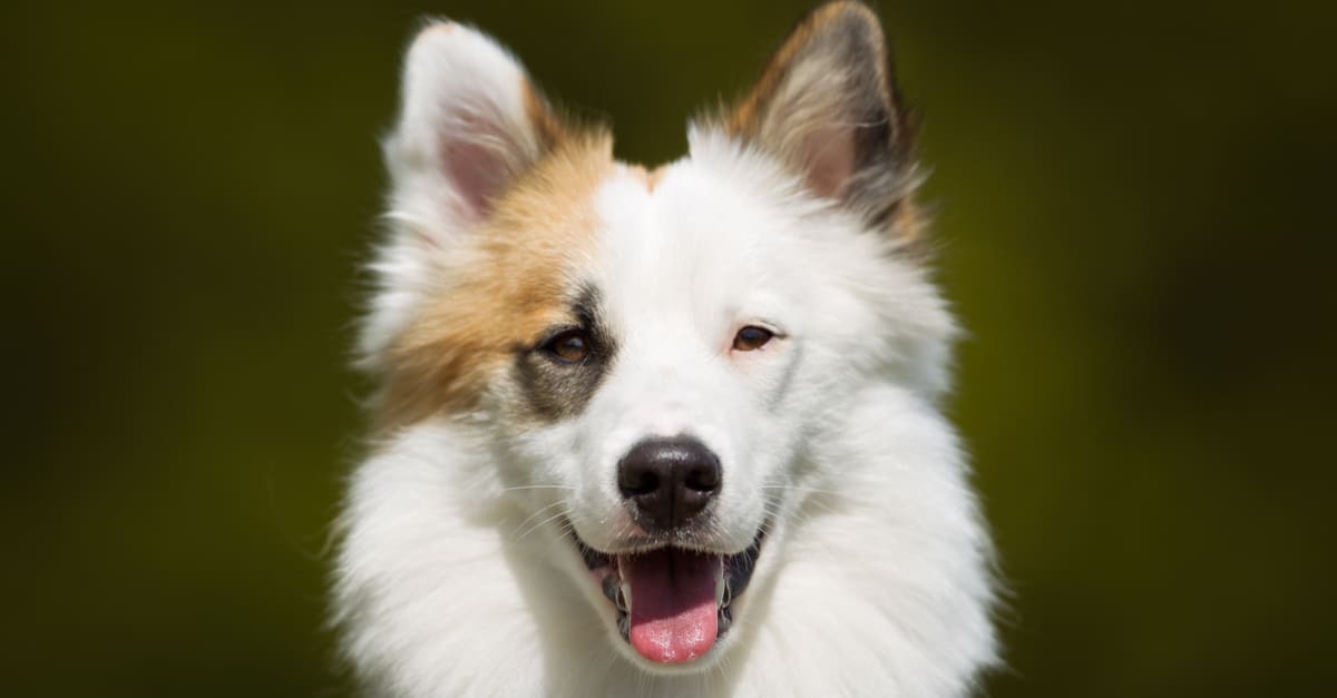 Icelandic sheepdog close up