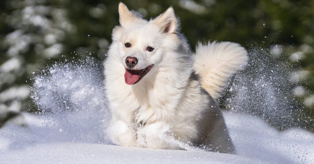 white Icelandic sheepdog running through the snow