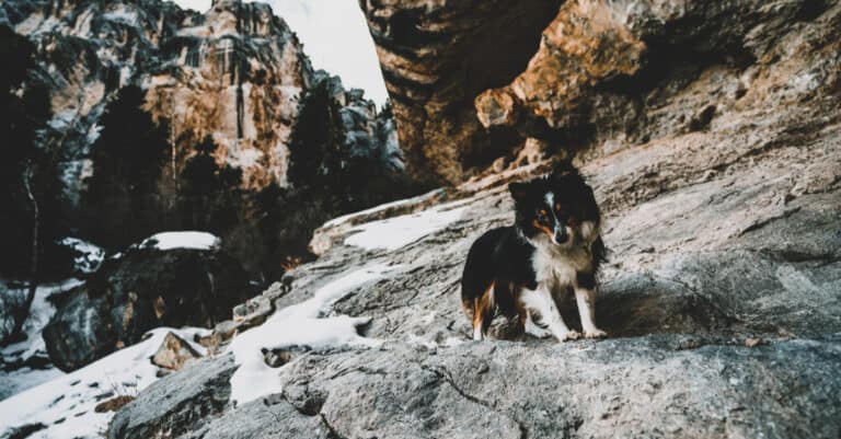 Icelandic sheepdog on the rocks in a canyon