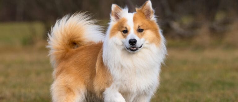 Icelandic Sheepdog