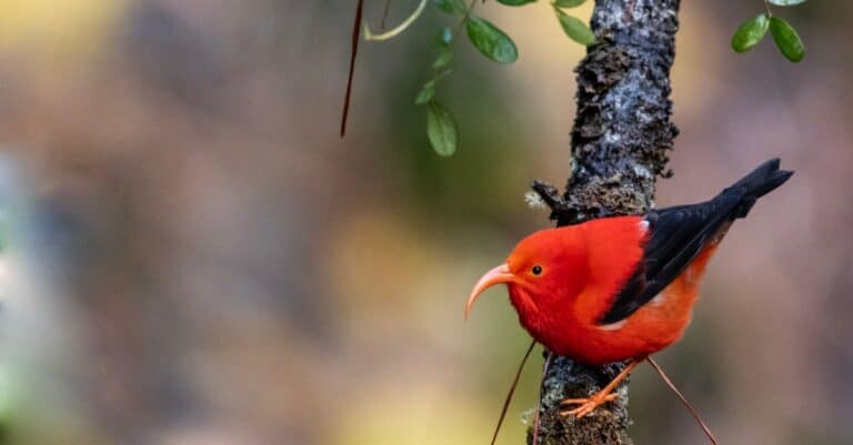 Birds that are red: 'I'iwi