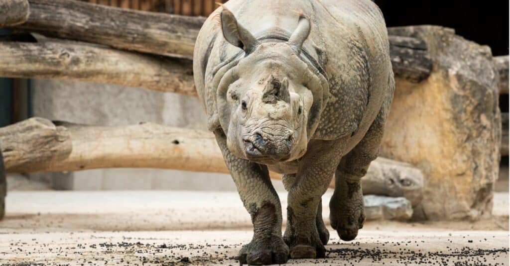 Indian rhinoceros walking towards the camera