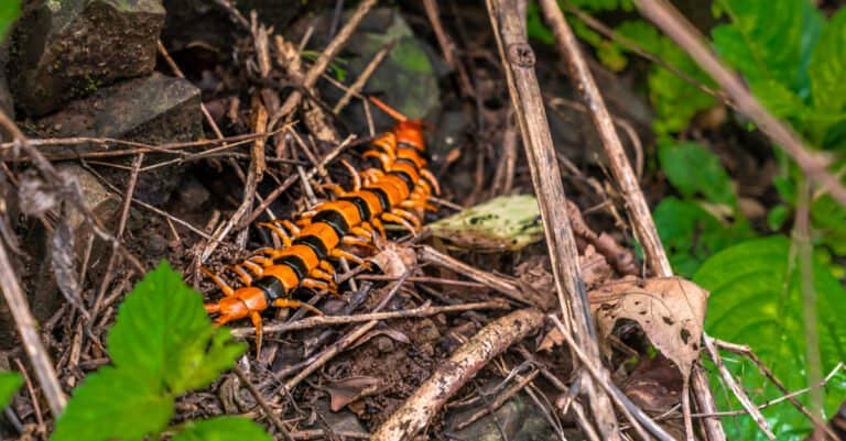 Biggest Centipedes in the World - Indian Tiger Centipede